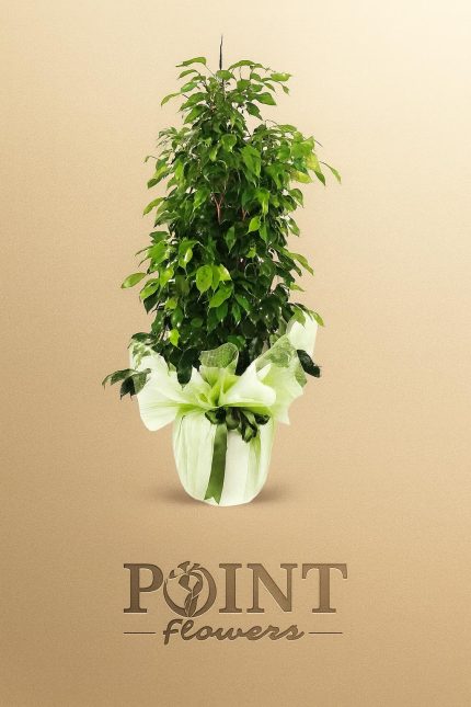 Buca Çiçekçi Benjamin SLN0002