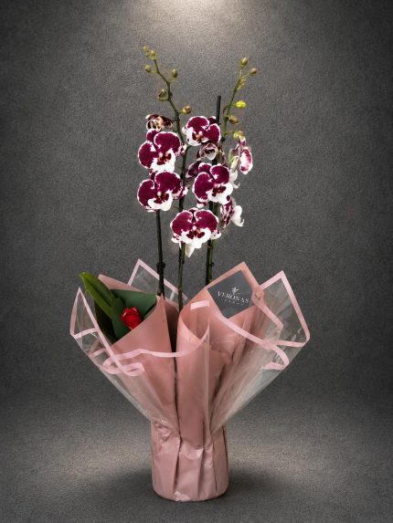 Premium Bordo Beyaz Benekli Mini Orkide - Buca Çiçekçi | Point Flowers | SLN0002