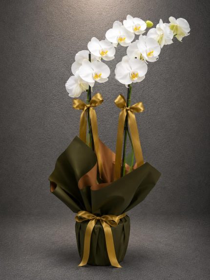 Premium Beyaz Çift Dal Phalaenopsis Orkide siyah ve altın ambalajlı canlı orkide tasarımı | Buca Çiçekçi Point Flowers