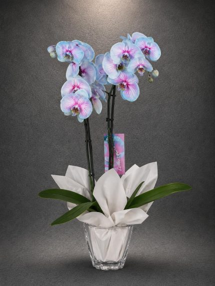 Premium Mavi Phalaenopsis Orkide | Point Flowers | Buca Çiçekçi | SLN0004