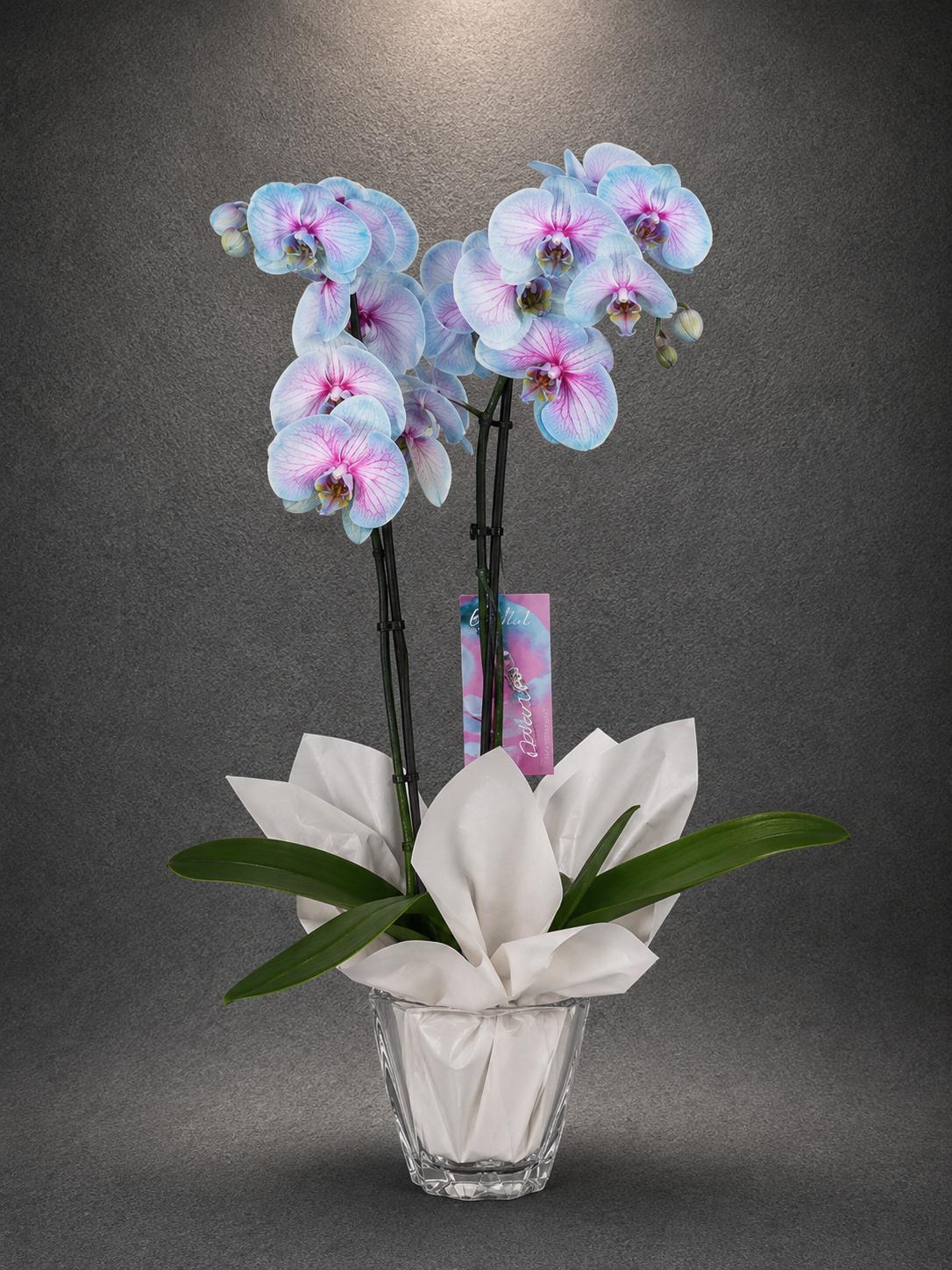 Premium Mavi Phalaenopsis Orkide | SLN0004 Premium Mavi Phalaenopsis Orkide | Point Flowers | Buca Çiçekçi | SLN0004