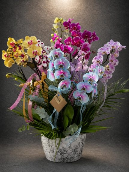 Premium Renk Cümbüşü Phalaenopsis Orkide Koleksiyonu | Point Flowers | Buca Çiçekçi | SLN0007