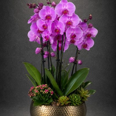 Premium Pembe Orkide Aranjmanı | Point Flowers | Buca Çiçekçi | SLN0010