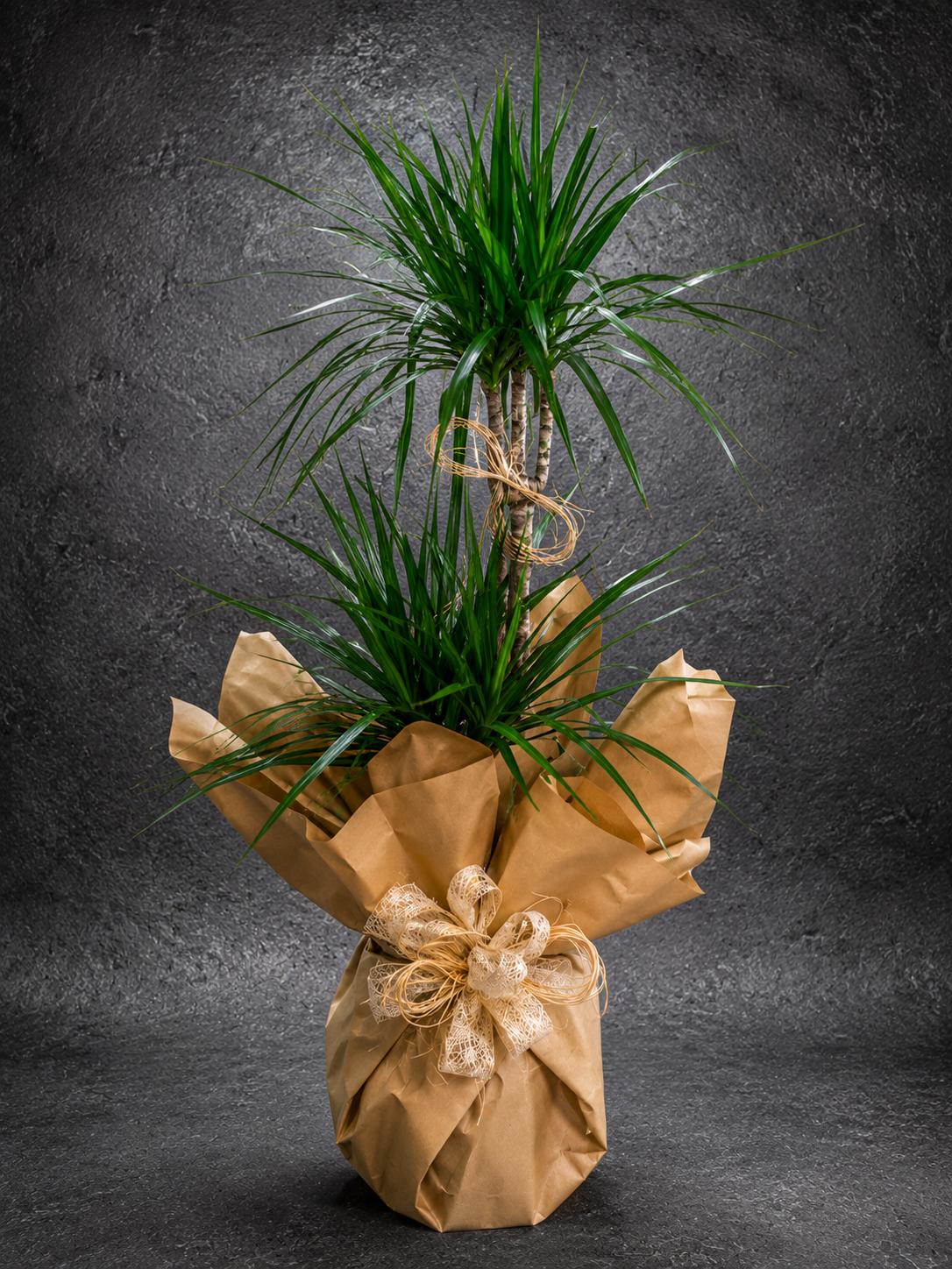 Premium Dracaena Marginata (Ejder Ağacı) | SLN0036 Premium Dracaena Marginata (Ejder Ağacı), doğal kraft ambalajlı dekoratif salon bitkisi | Point Flowers Buca Çiçekçi