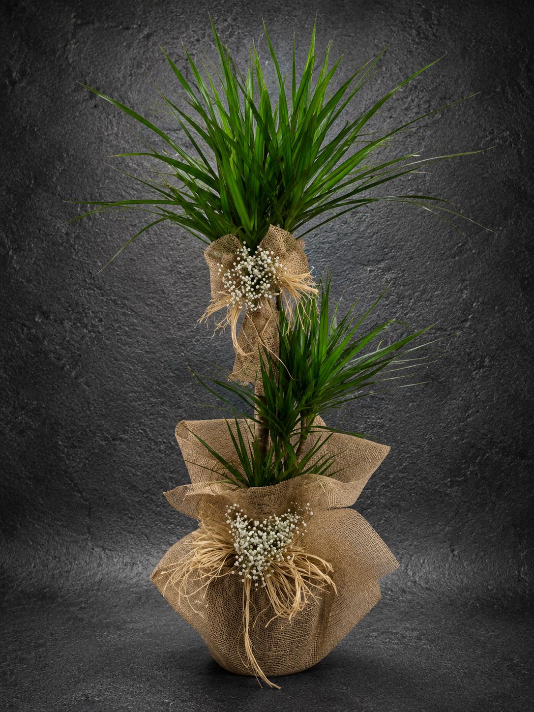 Premium 3'lü Dracaena Marginata (Ejder Ağacı) | SLN0037 Premium 3'lü Dracaena Marginata (Ejder Ağacı), doğal jüt ambalajlı dekoratif salon bitkisi | Point Flowers Buca Çiçekçi