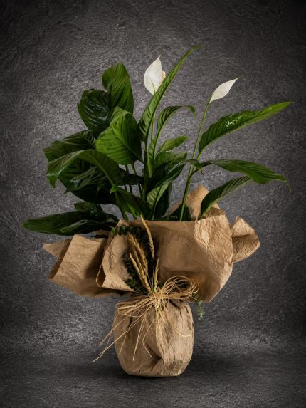 Premium Barış Çiçeği (Spathiphyllum) beyaz çiçekli dekoratif salon bitkisi | Point Flowers Buca Çiçekçi